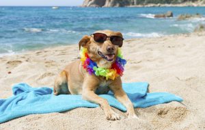 Il Comune di Ostuni istituisce due spiagge free dog