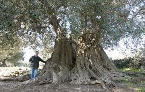 Premio Giganti di Puglia: vince l’ulivo “il Barone” di Masseria Fellicchie a Manduria