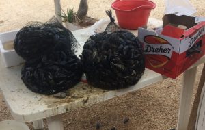 La Guardia Costiera sequestra mezzo quintale di cozze nere e lo ributta in mare