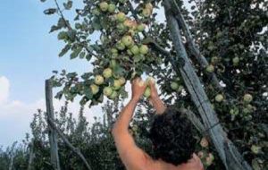 Ruba 60 Kg di frutta da fondo agricolo: arrestato