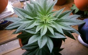 Coltivano due piante di cannabis indica: denunciati due fratelli