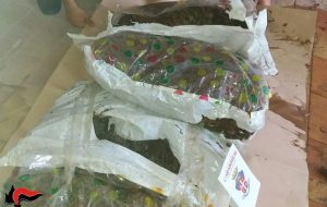 Torchiarolo e Ostuni: i Carabinieri sequestrano un quintale di marijuana.