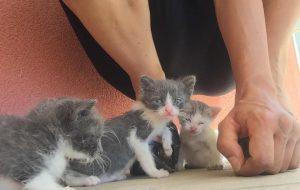 Orrore a Brindisi: gattino di un mese ucciso a calci
