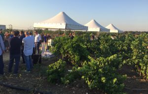 I piccoli del I.C. Sant’Elia- Commenda visitano l’azienda agricola Tenute Lu Spada