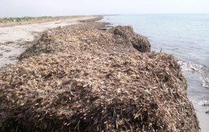 Posidonia spiaggiata a Villanova: l’allarme della Pro Loco Ostuni Marina