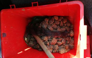Pescatori di frodo alla Diga di Punta Riso: sequestrati tiratufoli e cozze a noci