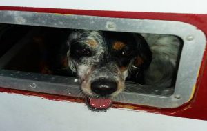Abbandonano cane in una barca ormeggiata sul Lungomare di Brindisi: salvato dai Vigili del Fuoco