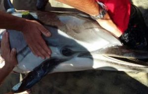 Acque Chiare: delfino spiaggiato salvato dai bagnanti e portato a largo dalla Guardia Costiera