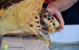 Vinti bandi per il potenziamento della Riserva: ora ancor più animali troveranno la salvezza a Torre Guaceto