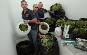 Un quintale di marijuana in una baracca di legno: in galera tre brindisini
