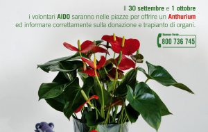 AIDO Brindisi: torna l’appuntamento con “Un Anthurium per l’informazione”
