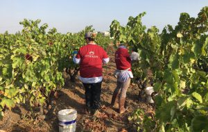 L’interesse e l’attenzione per la vendemmia brindisina: Occasione per valorizzare il nostro negroamaro e il nostro susumaniello