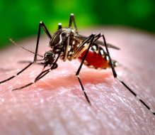 Virus West Nile: disinfestazione straordinaria nei quartieri di Brindisi