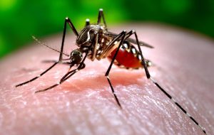Giovedì notte disinfestazione antizanzare a Savelletri e Torre Canne
