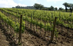 Agricoltura e città: oggi nuovo incontro pubblico per il Pug
