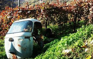 Con l’Ape Car contro le spalliere di un vigneto: muore 81enne