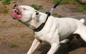 Due pitbull uccidono anziano e feriscono donna: proprietario e custode accusati di omicidio colposo