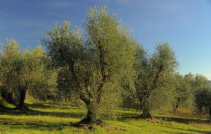 Domenica 29 ottobre Camminata tra gli olivi a Fasano: Itinerario nel paesaggio e nella cultura dell’olio a Brindisi