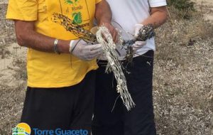 Le reti per l’allevamento di mitili mettono in difficoltà le tartarughe: allarme a Torre Guaceto