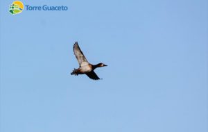 Riattivato il Centro territoriale di prima accoglienza della fauna selvatica in difficoltà