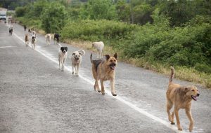 Randagismo ad Ostuni: sterilizzazione e reimmissione sul territorio di provenienza
