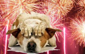 Come proteggere cani e gatti dai botti di Capodanno