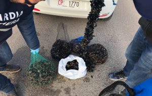 Sul bancone molluschi, cozze nere ed ostriche di dubbia provenienza: 4.500 euro di multa ad una pescheria