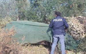 Ladro di olive scappa ma nella fuga perde il portafoglio con i documenti e si costituisce dopo 24 ore