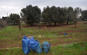 Tentano di rubare 5 quintali di olive in un terreno di Ostuni: arrestati due carovignesi
