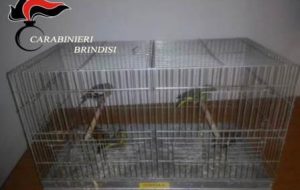Detenzione abusiva di munizioni e di fauna protetta: denunciate quattro persone