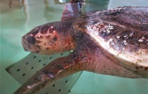 Salvata Tartaruga Caretta Caretta: era intrappolata nelle vasche di aspirazione del petrolchimico