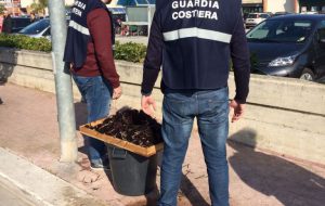 La Guardia Costiera sequestra 3.500 ricci ed oltre 100 Kg di cetrioli di mare