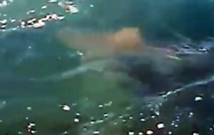 Il video di un grosso squalo famelico che caccia a pochi metri dalla riva di Cerano