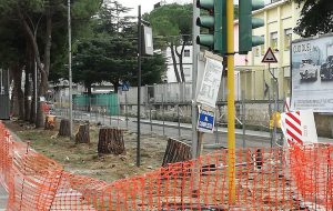 Alberi patrimonio dell’umanità. Di Iacopina Maiolo