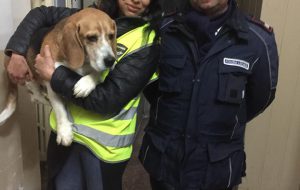 Cane tra le auto in corsa salvato da due volontarie: il lieto fine con la Polizia Municipale
