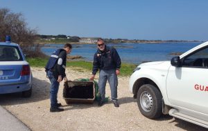 Sequestrati mille ricci pescati abusivamente