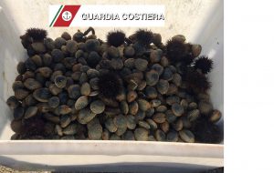 La Guardia Costiera sequestra ricci e cozze noci
