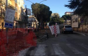 Oggi si rimuovono 14 pini da Viale San Giovanni Bosco. Verranno sostituiti da piante di tiglio