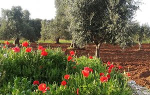 Domenica 29 passeggiata “alla scoperta dei tratturi di Torre Guaceto”
