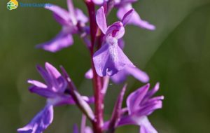 Le orchidee a rischio di estinzione di Torre Guaceto: aiutaci a proteggerle, non toccarle!