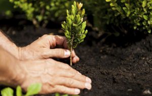 A Ceglie un albero per ogni bambino nato o adottato