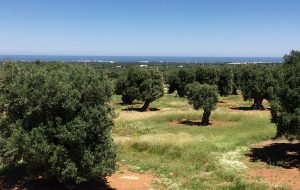 Domani appuntamento con la natura e l’arte: le scrittrici Herrmann e Caroli tra i tanti ospiti della giornata storico-culturale di Cisternino
