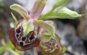 Cicloamici: Per le Vie Verdi intorno all’Acquedotto alla ricerca dell’Orchidea Cegliese