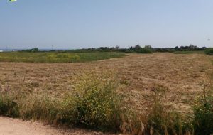 Ennesimo atto criminale ai danni della Riserva di Torre Guaceto: distrutta area oggetto di rinaturalizzazione