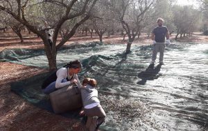 Manifesto, l’olio di XFarm, sulla guida Slow Food 2018