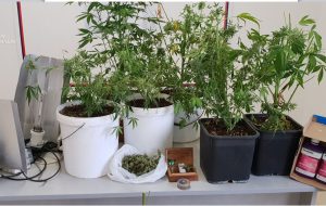 In casa 8 piante di marijuana alte un metro: arrestato per coltivazione e detenzione ai fini di spaccio di sostanze stupefacenti