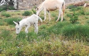 “Fiocco Azzurro” alla Masseria Le Terrazze di Serranova: è nato “Lele” l’asinello bianco
