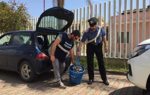 30enne pesca illegalmente 10 Kg. di ostriche e 10 Kg. di “piedi di capra”: denunciato dai Carabinieri