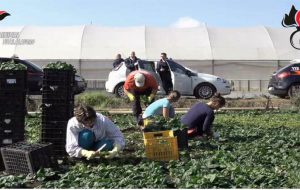 Truffa ai danni dello Stato, denunciati  317 falsi braccianti agricoli: tutti i dettagli