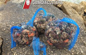 Frutti di mare proibiti a Torre San Gennaro: sequestro della Guardia Costiera